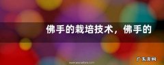 佛手的栽培技术，佛手的繁殖方法