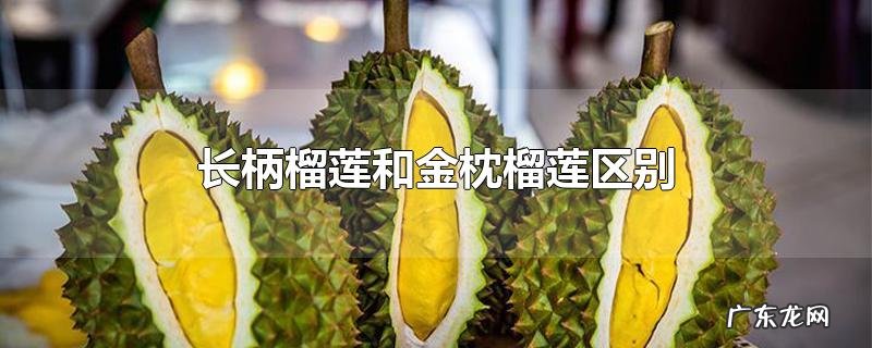 长柄榴莲和金枕榴莲区别