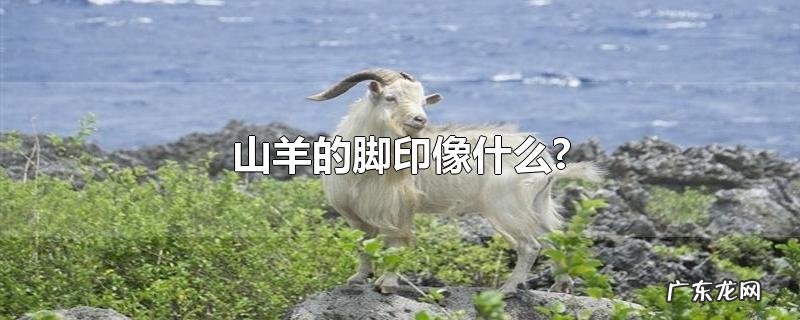 山羊的脚印像什么?