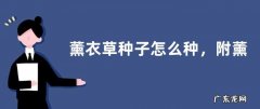 薰衣草种子怎么种，附薰衣草的栽培准备及栽培管理