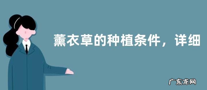 薰衣草的种植条件,详细介绍