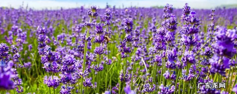 薰衣草的种植条件,详细介绍