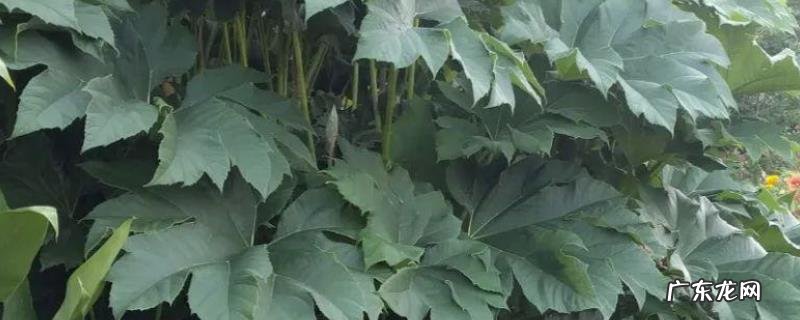 通草的种植技术,通草的生长习性