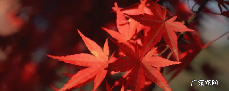 红枫种子怎么种?红枫种子选择方法