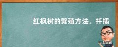 红枫树的繁殖方法，扦插、播种、嫁接繁殖法