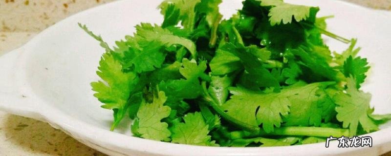 香菜的种植方法,香菜的病虫防治