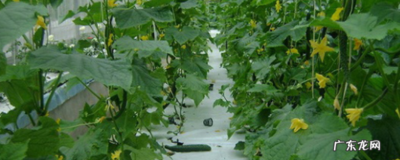 阳台黄瓜种植技术,主要有八方面