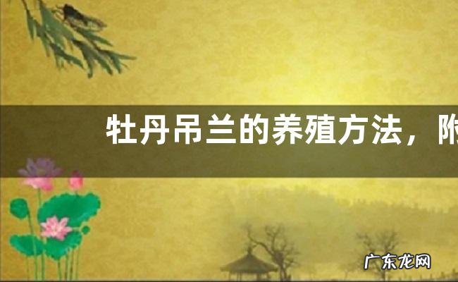 牡丹吊兰的养殖方法,附生长习性、繁殖方法及注意事项