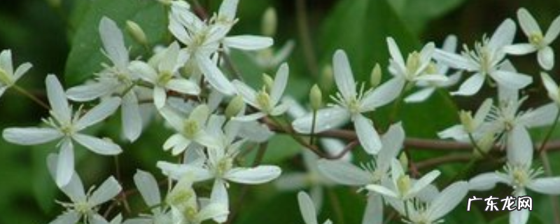 威灵仙的种植技术,主要有三个方面