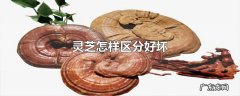 灵芝怎样区分好坏