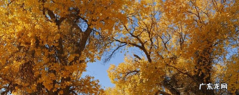 胡杨树栽培技术,附生长习性