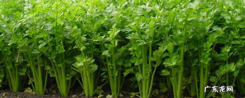 芹菜催芽技术,附注意事项