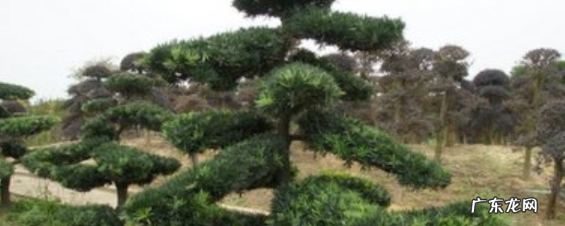 罗汉松怎么修剪?主要有以下三种方法