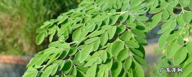 辣木树种植技术,施肥注意事项