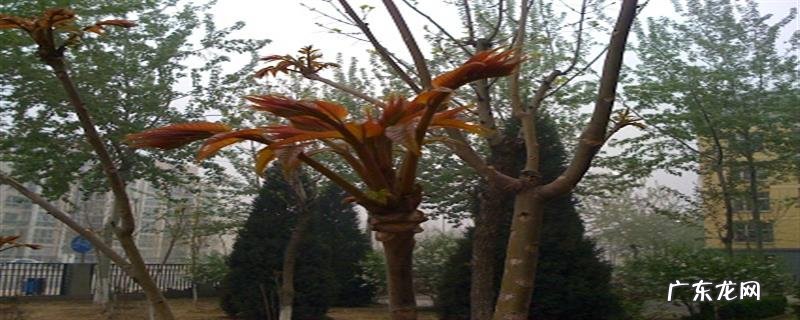 香椿的繁殖方法，和营养价值