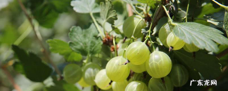 灯笼果的栽培技术,详细介绍