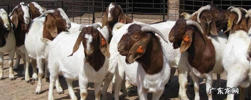 怎样养殖波尔山羊,主要喂饲什么饲料