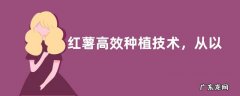红薯高效种植技术，从以下几点入手