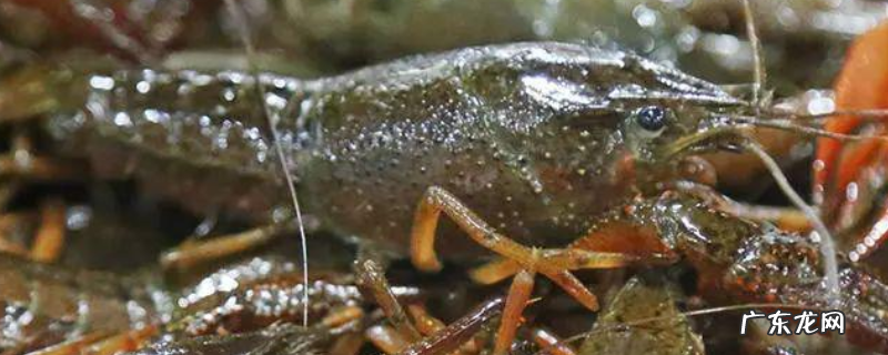 小龙虾该怎么进行养殖,有什么技术要点
