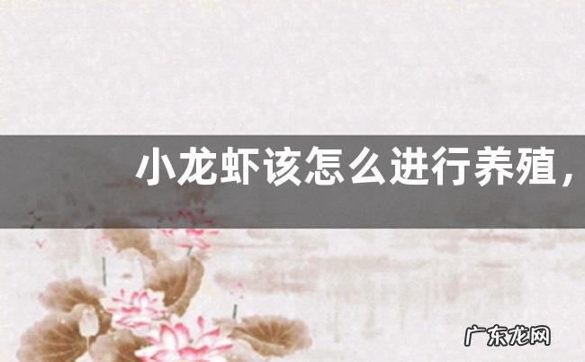 小龙虾该怎么进行养殖,有什么技术要点