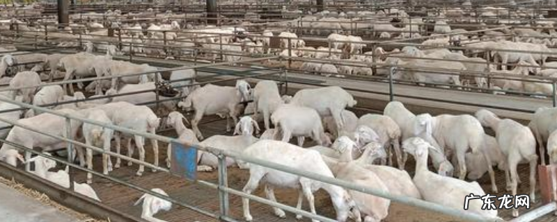 养殖肉羊的哪些品种比较好,附育肥技术