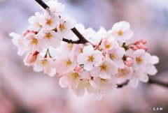 家庭风水摆件 樱花风水摆件图片