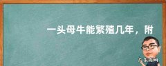 一头母牛能繁殖几年，附母牛高效养殖管理技术要点
