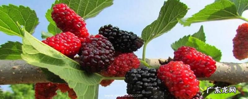 桑树种植技术，详细介绍