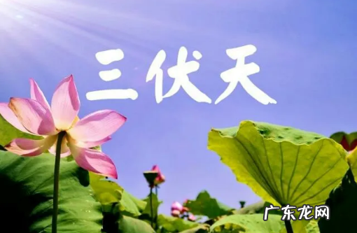 2022年三伏天是公伏还是母伏