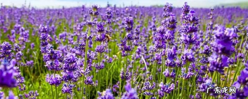 薰衣草种子价格及种植方法,附薰衣草的播种方法