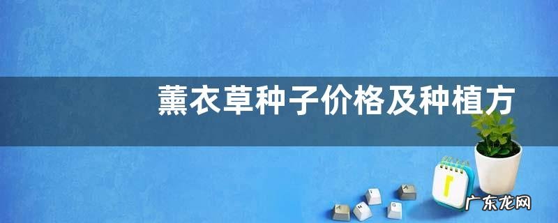 薰衣草种子价格及种植方法,附薰衣草的播种方法
