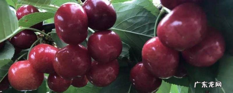 车厘子的种植条件,种植车厘子对水分的要求