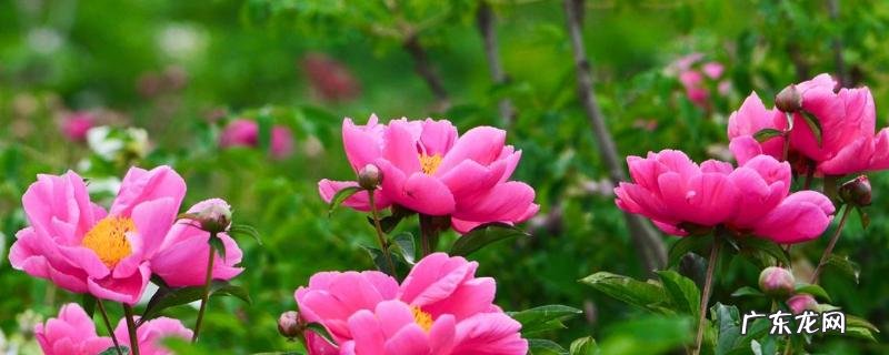 芍药种子价格及种植方法,附病虫的防治