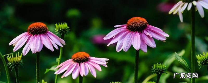 松果菊种子价格,附种植方法