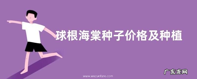 球根海棠种子价格及种植方法，附其播种方法