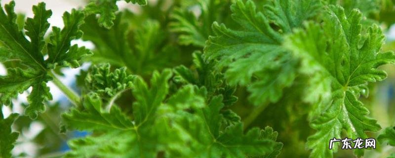 驱蚊草种子价格,附种植方法