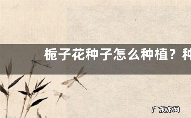 栀子花种子怎么种植?种栀子花需要什么条件