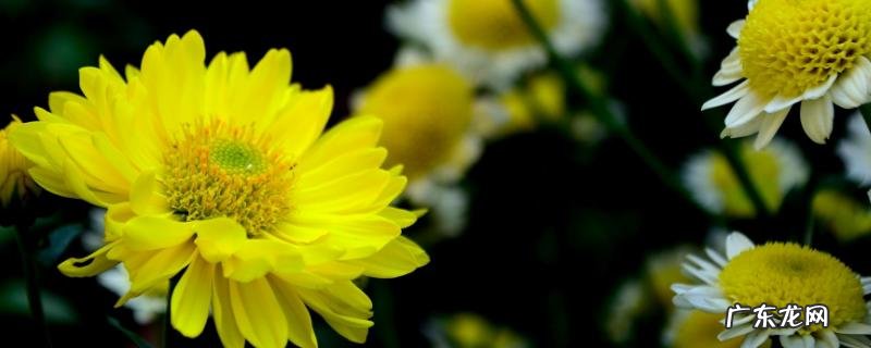 菊花种子价格,附种植方法