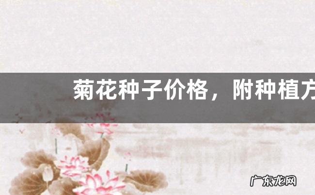 菊花种子价格,附种植方法