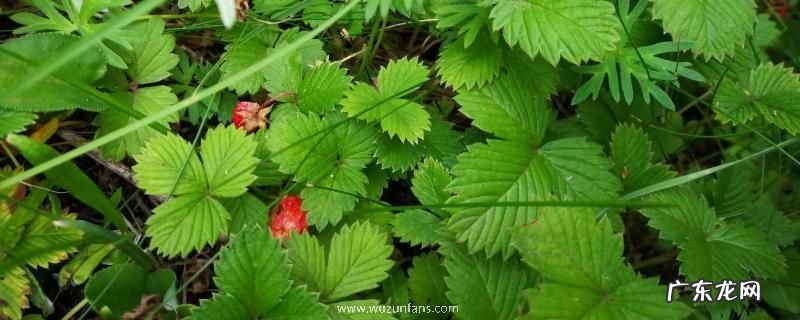 蛇莓种子价格,附种植方法