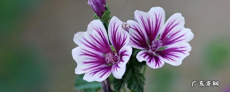 锦葵种子价格,附种植方法