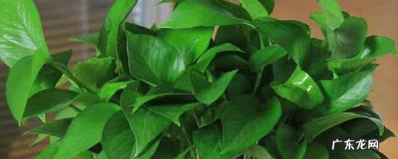 绿萝怎么养长得快?怎么繁殖才好