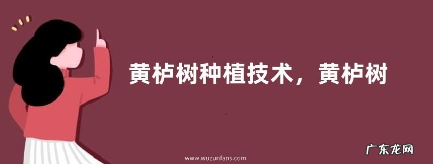 黄栌树种植技术,黄栌树生长习性