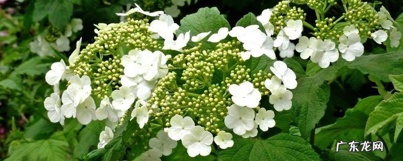 琼花的养殖方法和注意事项,琼花的生长习性