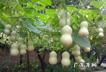 家里挂开口葫芦还是闭口葫芦好
