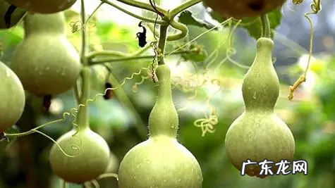 家里挂开口葫芦还是闭口葫芦好