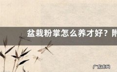 盆栽粉掌怎么养才好？附生长习性和注意事项
