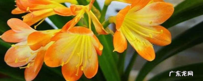 盆栽君子兰怎么养?附繁殖方法