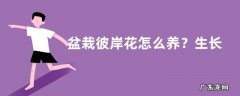 盆栽彼岸花怎么养？生长习性是什么