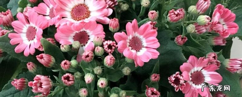 瓜叶菊的养殖方法是怎样?瓜叶菊的生长习性